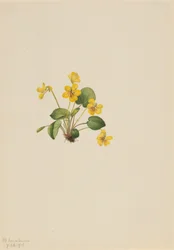 Violeta Viola orbiculata amarela, 1916.