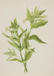 Salgueiro-amarelo (Epilobium lutem)