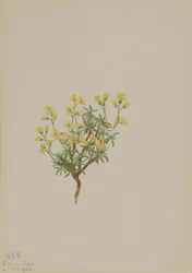 Salgueiro-amarelo