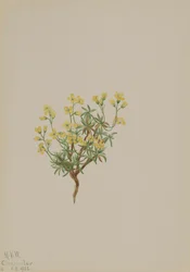 Yellow Willow Grass, 1922.