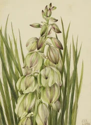 Yucca baileyi, 1928.