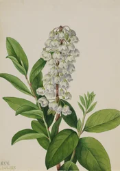 Zenobia Zenobia cassinifolia, 1927.