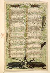 Acrescentar. 28841, f.2: Besouros cornudos, grilos e um locus. Tratado sobre as virtudes e vícios, e uma história anónima em prosa da Sicília (fragmento) Cocharelli