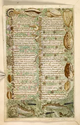 Adicionar. 28841, f.3v: Cavalos-marinhos, caracóis e conchas, de um Tratado sobre as virtudes e vícios, e uma história em prosa anônima da Sicília (fragmento), c.1330-40 (velino)