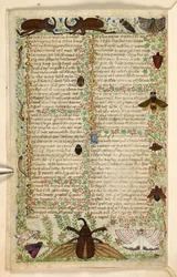 Adicionar. 28841, f.4v: Traças e besouros com chifres, de um Tratado sobre as virtudes e vícios, e uma história em prosa anônima da Sicília (fragmento), c.1330-40 (velino)