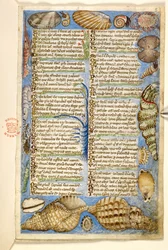 Acrescentar. 28841, f.5: Conchas e criaturas marinhas, de um tratado sobre as virtudes e vícios, e uma história anónima em prosa da Sicília (fragmento), c.1330-40 (vellum)