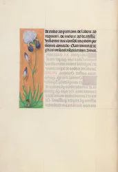 Horas da rainha Isabel, a católica, rainha da Espanha: Fol. 79v, c. 1500.