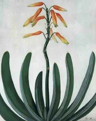 Aloe Striata (aguarela e guache sobre lápis em velino)
