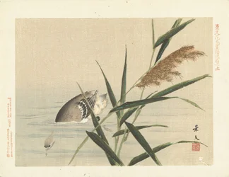 Pato de mergulho por junco Flower and Bird Sketches from Keibun - parte três (título da série) Keibun kacho gafu kohen (título da série no objeto)