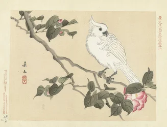 Cacatua-branca num ramo de camélia. 1892