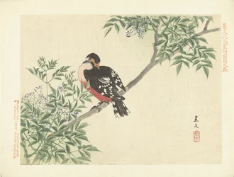 Pássaro preto e vermelho - Esboços de flores e aves de Keibun, parte um (título da série) - Keibun kacho gafu zenpen (título da série no objecto)