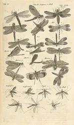 Tab III, Libélulas, Ilustração de 