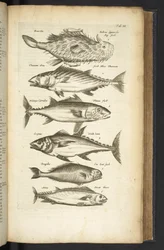 Tab III, Tunas, Ilustração de 