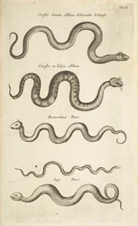 Tab II, Snakes, Ilustração de 