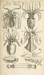 Tab I, Octopus, Ilustração de 