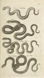 Tab V, Serpentes, Ilustração de 