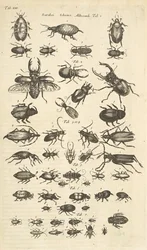 Tab XIII, Besouros, Ilustração de 