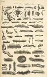 Tab XIX, Lagartas, Ilustração de 