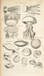 Tab XIX, Medusa, Pepino do Mar e outra vida marinha, Ilustração de 