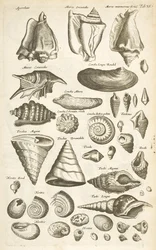 Tab XI, Várias conchas, Ilustração de 