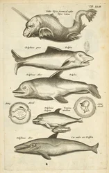Tab 43, Golfinhos, Ilustração de 