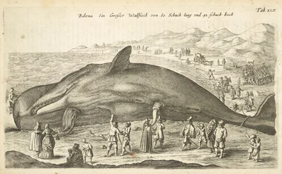Tab XLII, Baleia, Ilustração de 