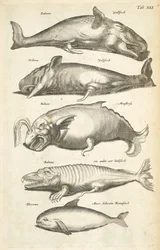 Tab XLI, Baleias, Ilustração de 