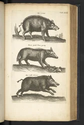 Tab 48, Javali, Ilustração de 