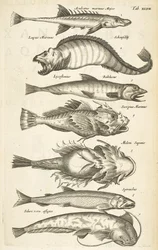 Tab XLVII, Espécies de peixe, Ilustração de 