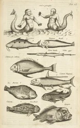 Tab XL, Antropomorfos; Sereia; Merman; Peixe Tropical, Ilustração de 