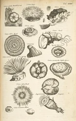 Tab XVIII, Vida Marinha, Ilustração de 