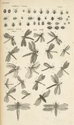 Tab XVII, Libélulas, Ilustração de 