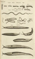 Tab XXIV, Slugs and Worms, Ilustração de 