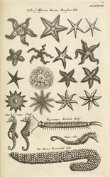 Tab XXVIII, Starfish and Seahorses, Ilustração de