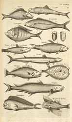 Separador. XXXIII, Spiny fish, Ilustração de 