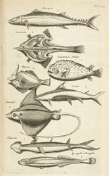 Tab XXXIX, Espécies de peixe, Ilustração de 