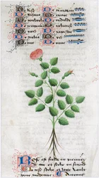 Le Livre des simples medecines - tradução para francês do manuscrito latino do século XII de Matthaeus Platearius, médico de Salerno, Itália