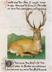 Le Livre des simples medecines - tradução para francês do manuscrito latino do século XII de Matthaeus Platearius (pergaminho)