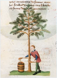 Le Livre des simples medecines - tradução para francês do manuscrito latino do século XII de Matthaeus Platearius (pergaminho)