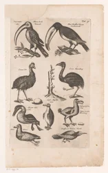 Tucanos e outras aves
Historica naturalis de avibus, Libri VI J. Jonston (título da série)