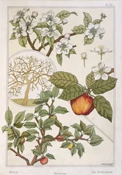 Macieira, frutos e flores, de 