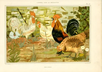 Representação naturalista de galinhas e galos (litografia)