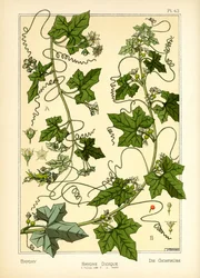 O Bryony (cor litho)