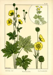 O Buttercup (lito colorido)