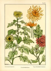 O Crisântemo (cor litho)