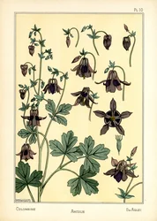 The Columbine (cor litho)