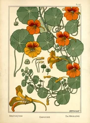 O Nasturtium (cor litho)