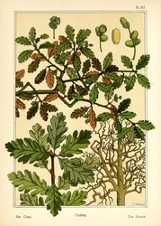 O Carvalho (cor litho)