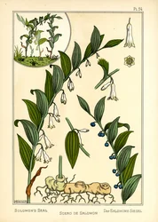 O Selo de Salomão (cor litho)