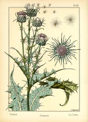 O Cardo (cor litho)